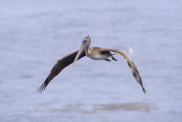 Fototapeta na wymiar Flying brown pelican flight