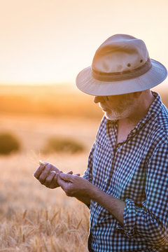 A farmer standing in his field, examining an ear of wheat at sunset