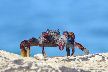 TIERE_3534_rote_Klippenkrabbe