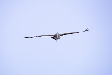 Brown pelican flying