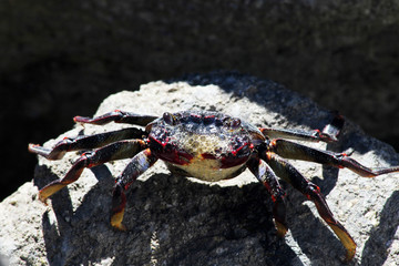TIERE_3557_rote_Klippenkrabbe