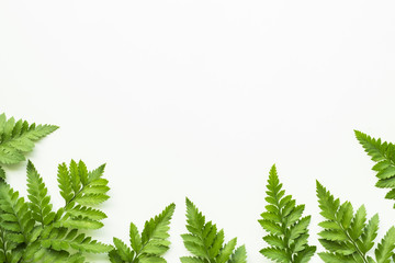 Leaves fern pattern on white copy space background.Tropical Botanical nature concepts