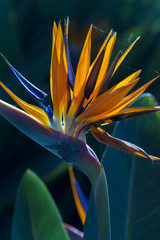Obraz premium Strelitzia reginae