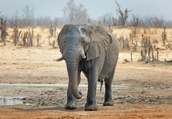 Fototapeta na wymiar African Elephant standing in the African Bush at Nehimba, Hwange, Zimbabwe