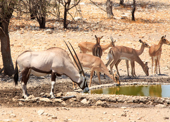 Gemsbok Oryx and impala next to a waterhole in Ongava, Namibia