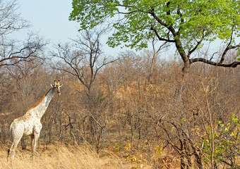 Naklejka na ściany i meble A very pale almost albino giraffe standing in the bush in Hwange, Africa