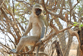 Vervet monkey sitting in a tree with the victoria falls in the background,