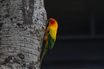 Sun Parakeet or Sun Conure parrot