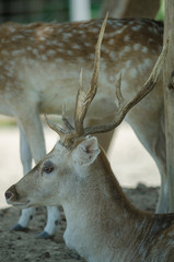 Beautiful White Tail Fawn Deer