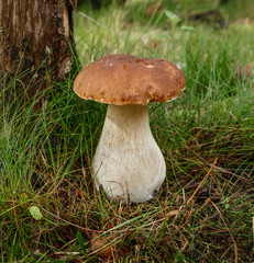 Boletus in forest. Mushrooms searching and picking in forest.
