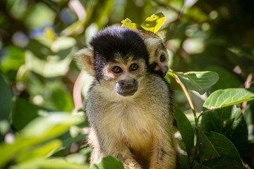 Affe trägt Junges im Urwald