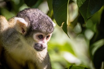 Affe im bolivianischen Regenwald