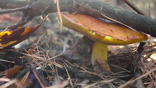 Mushrooms growing in forest. Autumn Cep Mushrooms. Mushrooms Picking.