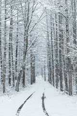 雪の森林、冬の風景。