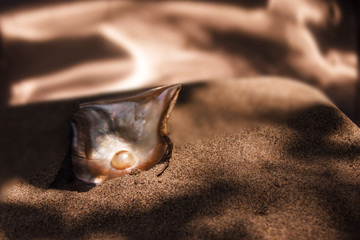 An unborn pearl in seashell, on a gray-brown sand.
