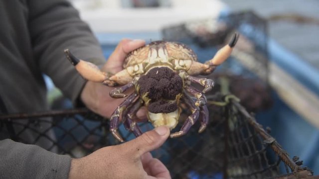 jaiba, cangrejo, centola