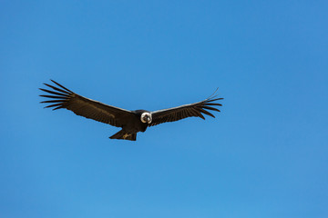 Condor
