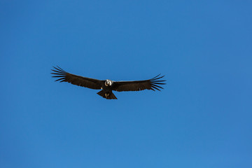 Condor