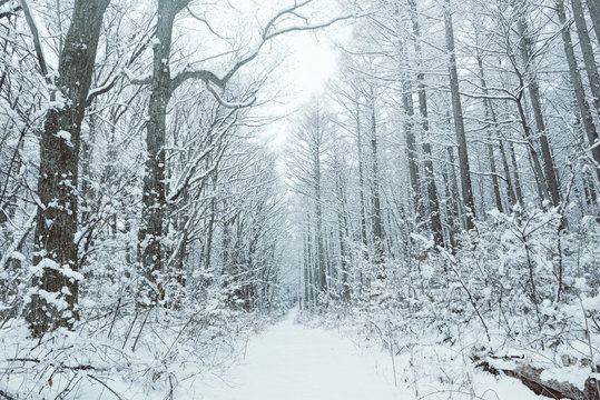 Fototapeta 雪の森林、冬の風景。