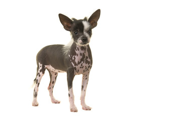 Standing chinese crested puppy dog seen from the side isolated on a white background