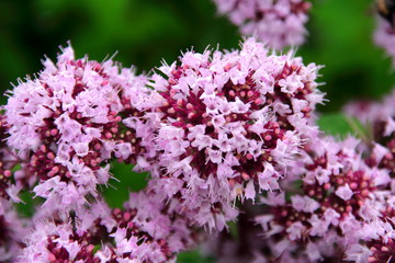 Park landscape and plants in Sapporo