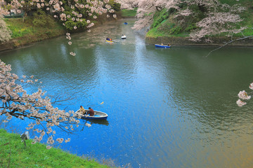 Tourists rowing a boat merrily on a  sakura - obrazy, fototapety, plakaty