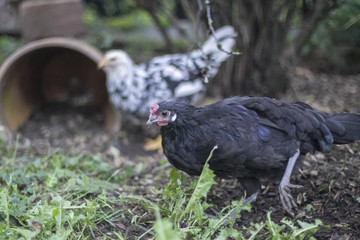 Augsburger Huhn