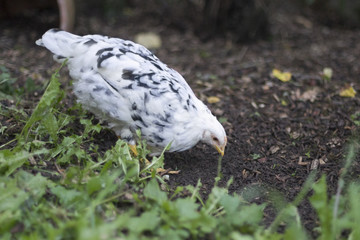 Exchequer Leghorn Huhn