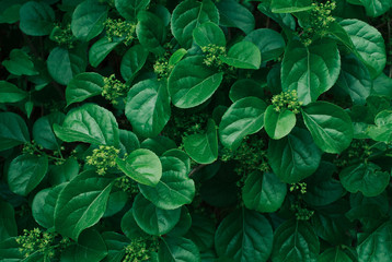 Green leaf pattern. Nature background