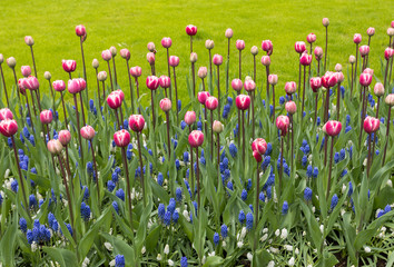 colorful tulips and  blue hyacinth blooming in a garden