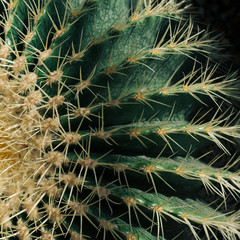 Cactus spines pattern. Nature background