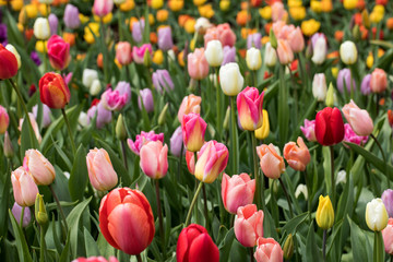 colorful tulips flowers blooming in a garden