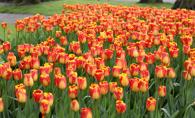 orange tulips flowers blooming in a garden