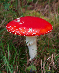 fly agaric mushroom in the grass