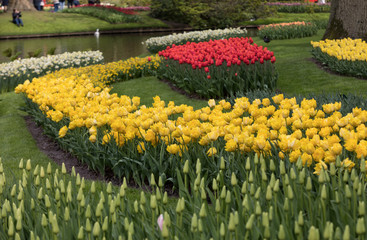 Colorful flowers in the Keukenhof Garden in Lisse, Holland, Netherlands.