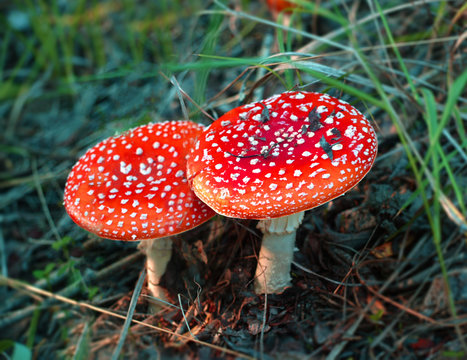 fly agaric mushrooms - Amanita muscaria
