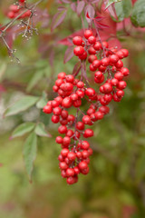 nandina berries close up