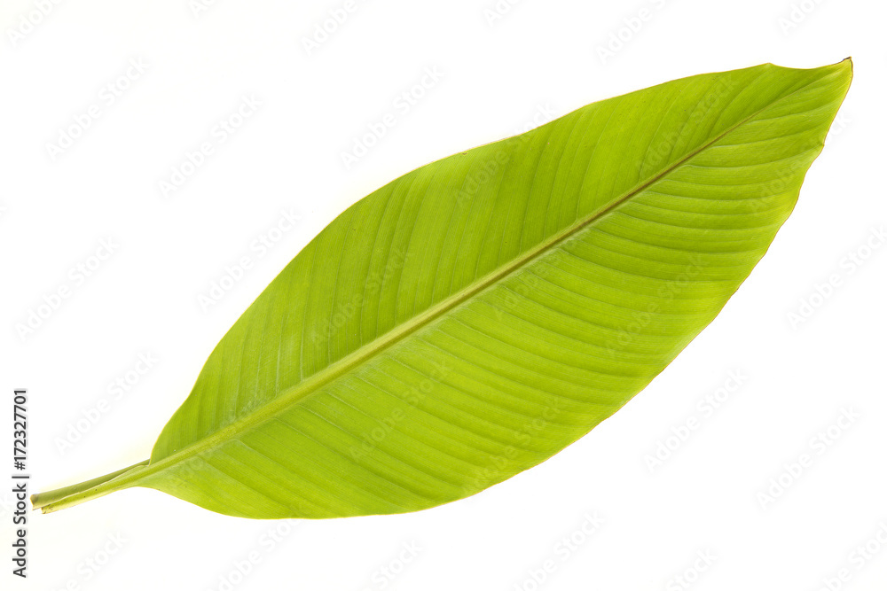 Wall mural Banana tree leaf isolated on a white background