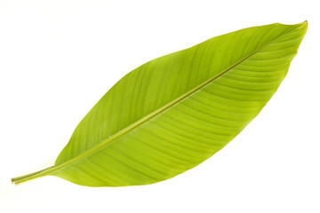 Banana tree leaf isolated on a white background