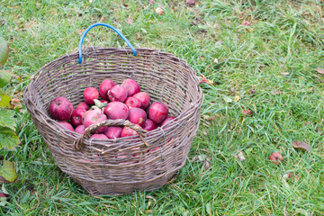 A basket of red apples on the grass