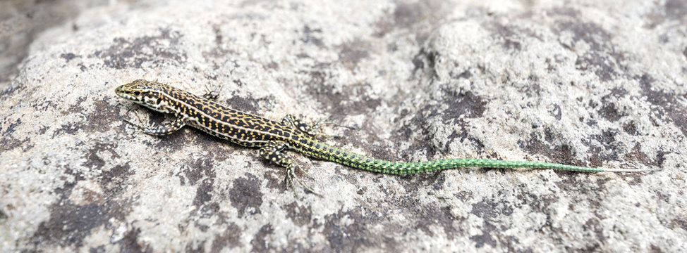Common lizard on the ground