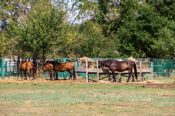 Fototapeta na wymiar Horses in a paddock on farmyard