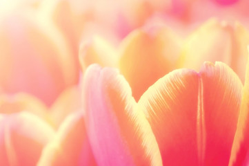 close up of a tulip flower for a background, soft vintage style.