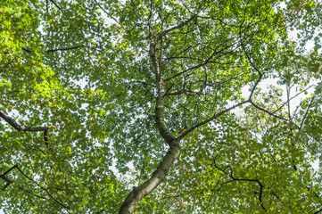 Forest big tree bottom view and sky background
