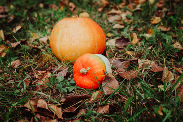 Halloween pumpkin in autumn fall