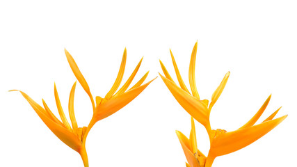 Bird of Paradise flowers on a white background.