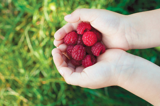Ripe raspberry in the child's palms on green grass background