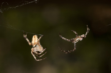 Spiders