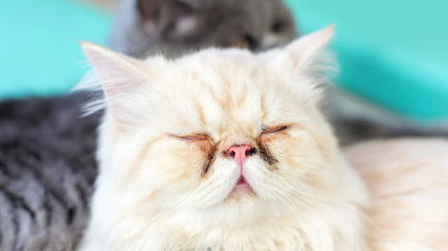 close up of the face of white dirty Persian kitten.
