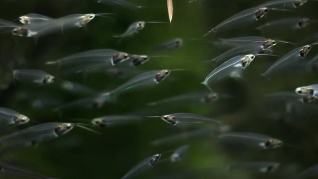 A flock of glass catfishes floating under the water